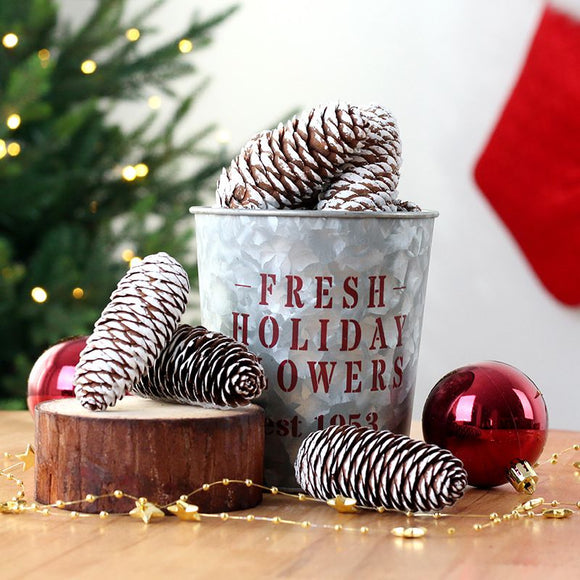 Natural Pine Cones with Snow-Dusted Tips for Christmas Tree Ornaments, Holiday Table Centerpieces, DIY Wreath Crafts, Garland Making and Festive Photo Props (3-4cm(7PCS))