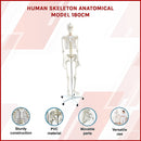 Human Skeleton Anatomical Model 180cm-3
