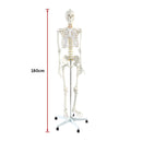 Human Skeleton Anatomical Model 180cm-12
