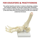 Life Size Foot Joint Anatomical Model Skeleton-10