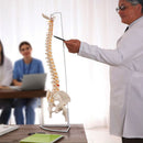 Life Size Flexible Spine Pelvis & Femur Model – Anatomical Skeleton Display-3