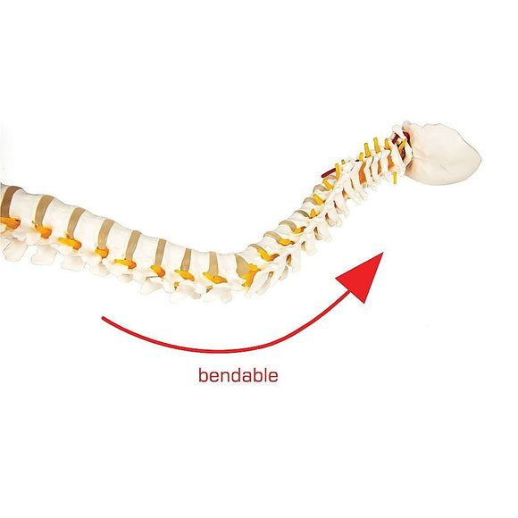 Life Size Flexible Spine Pelvis & Femur Model – Anatomical Skeleton Display