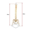 Life Size Flexible Spine Pelvis & Femur Model – Anatomical Skeleton Display-11