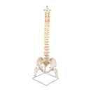 Life Size Flexible Spine Pelvis & Femur Model – Anatomical Skeleton Display-1