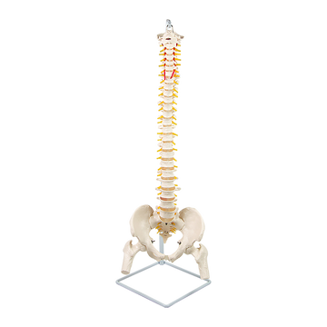 Life Size Flexible Spine Pelvis & Femur Model – Anatomical Skeleton Display