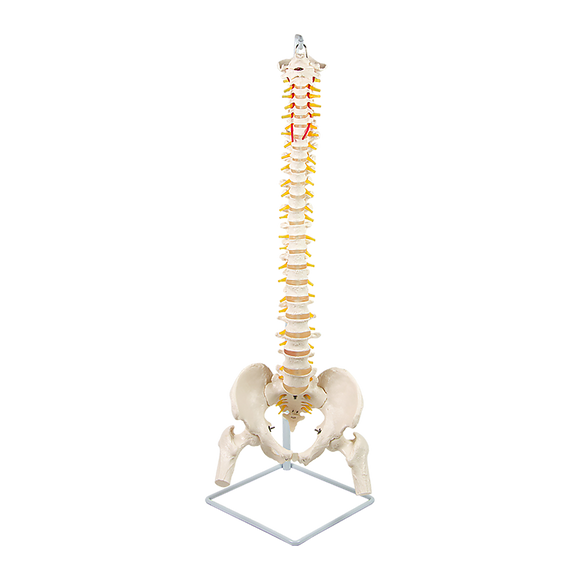 Life Size Flexible Spine Pelvis & Femur Model – Anatomical Skeleton Display