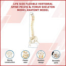 Life Size Flexible Spine Pelvis & Femur Model – Anatomical Skeleton Display-3