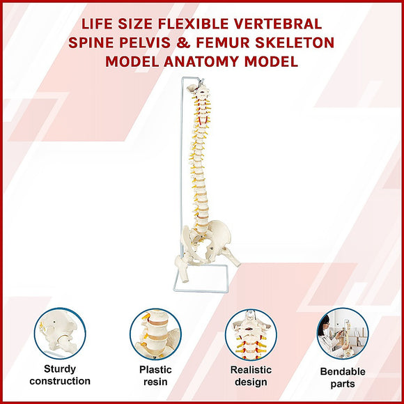 Life Size Flexible Spine Pelvis & Femur Model – Anatomical Skeleton Display
