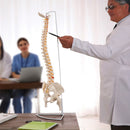 Life Size Flexible Spine Pelvis & Femur Model – Anatomical Skeleton Display-5