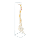 Life Size Flexible Spine Pelvis & Femur Model – Anatomical Skeleton Display-6