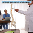 Life Size Flexible Spine Pelvis & Femur Model – Anatomical Skeleton Display-9