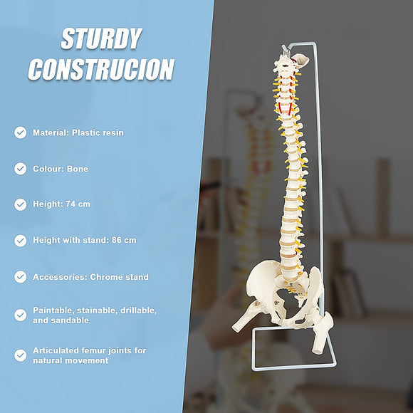 Life Size Flexible Spine Pelvis & Femur Model – Anatomical Skeleton Display