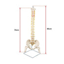 Life Size Flexible Spine Pelvis & Femur Model – Anatomical Skeleton Display-11