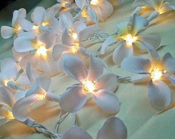 1 Set of 20 LED White Frangipani Flower Battery String Lights Christmas Gift Home Wedding Beach Party Decoration Outdoor Table Centrepiece - RnR Galore
